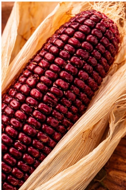 Jimmy Red Ornamental Corn Seeds for 2026 Planting