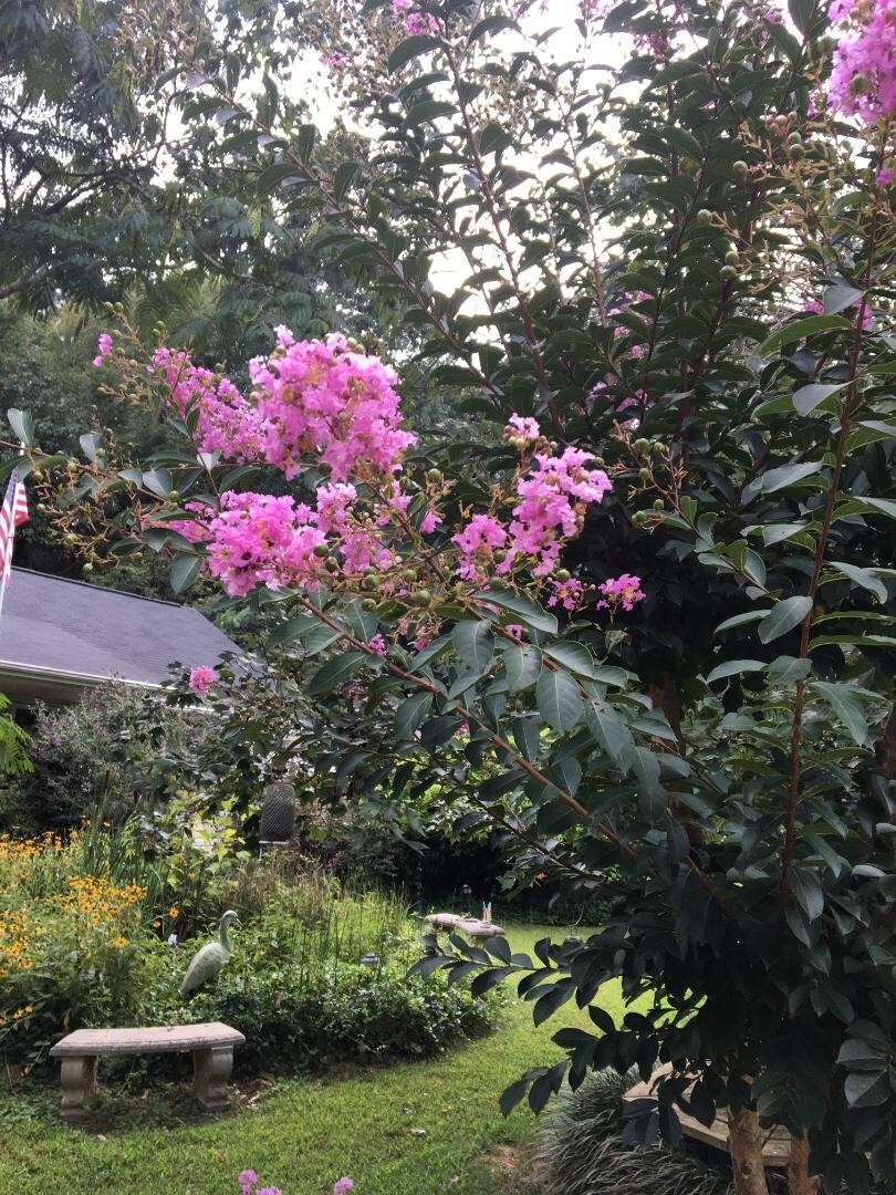 PINK Crepe Myrtle Seeds (Bush/Tree) Over 50 seeds USA Grown