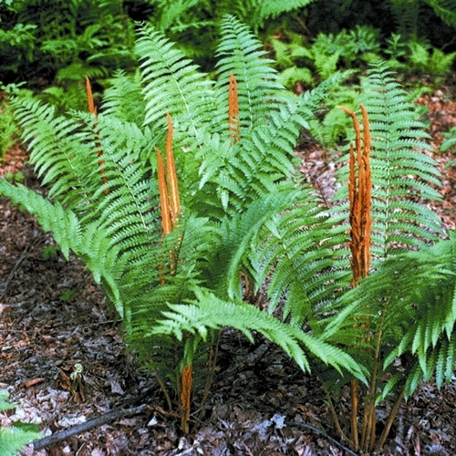20 CINNAMON FERN rhizome/root-(osmundastrum cinnamomeum)