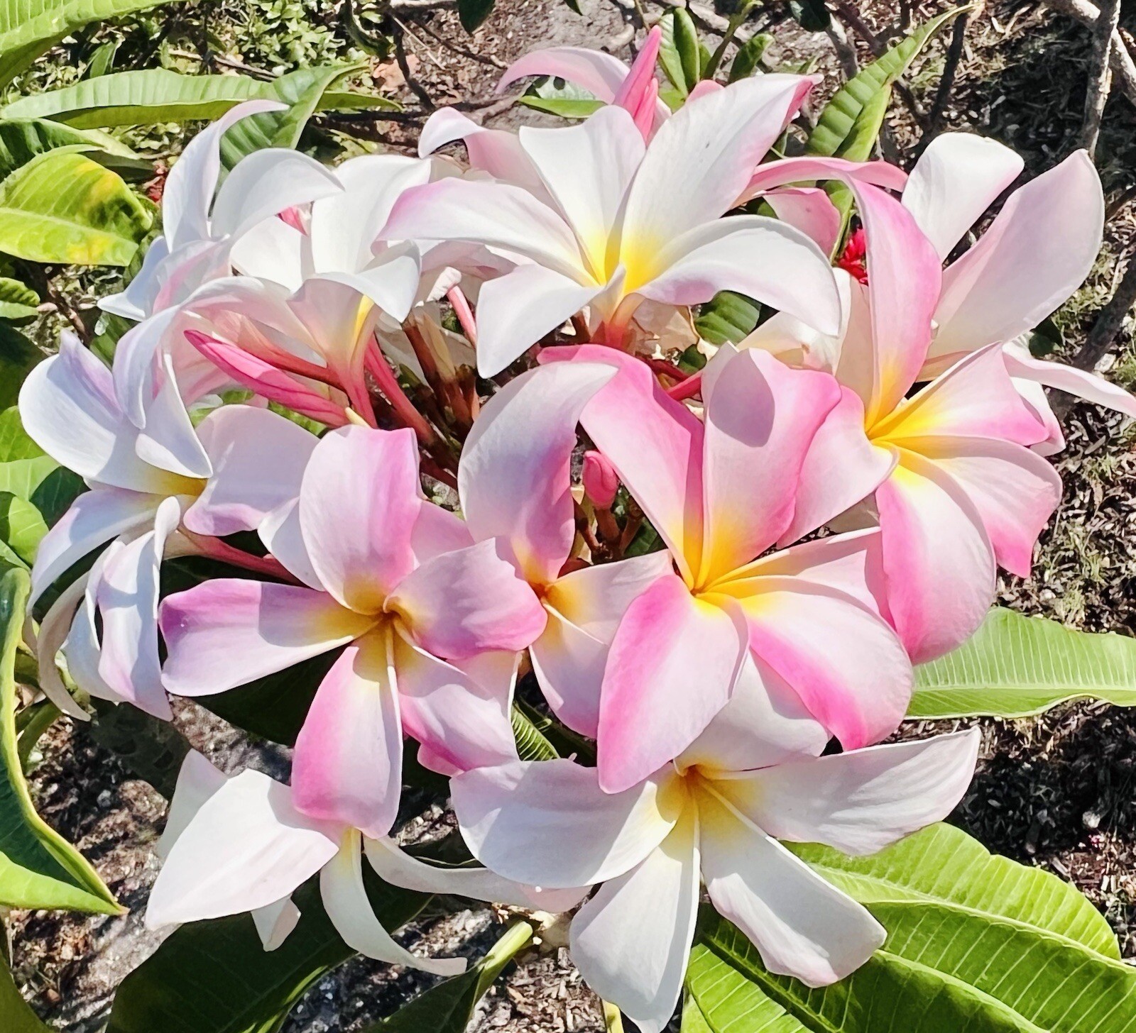Plumeria Frangipani LIGHT PINK Hawaii Lei Flower Tree 10 Seeds FL Fresh 2024