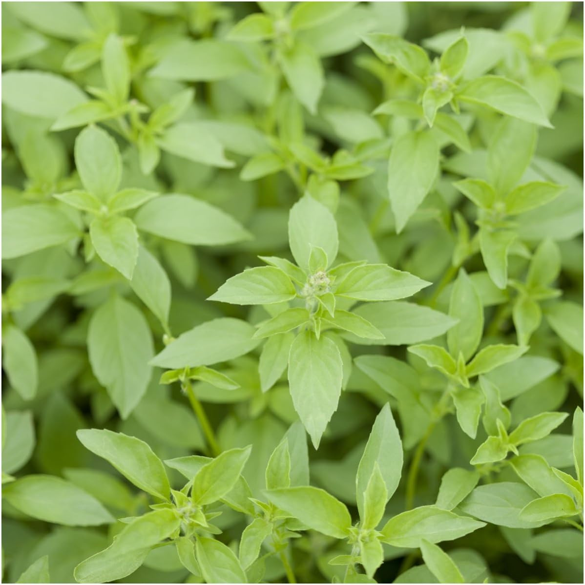 Culinary Basil Herb Seed Packet Collection (8 Individual Basil Seed Varieties fo