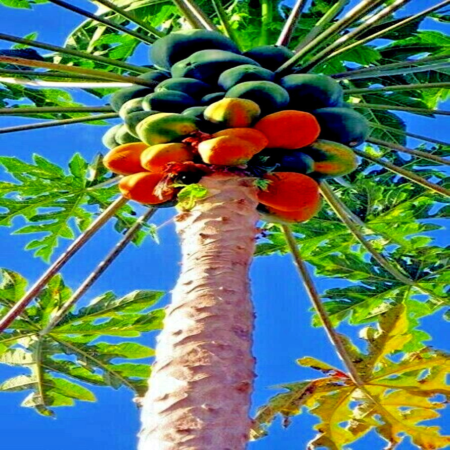 50 Caribbean “Red Lady” Carica Papaya Fruit Tree Seeds LARGE MELONS Indoor Plant