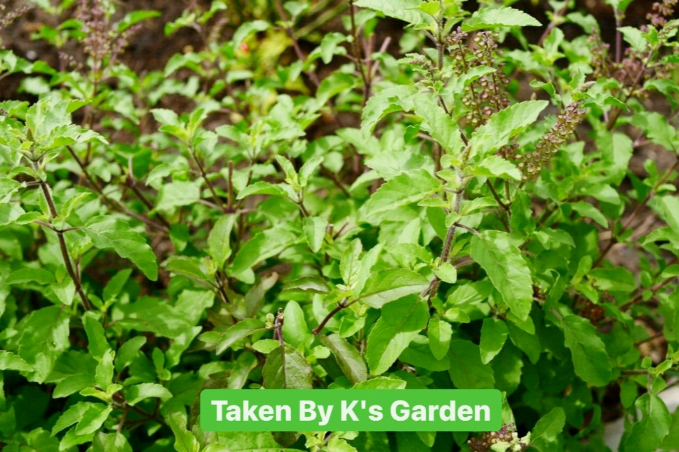 HOLY BASIL SEEDS, กะเพราขาว – HẠT HƯƠNG NHU TÍA (500+ PCS)