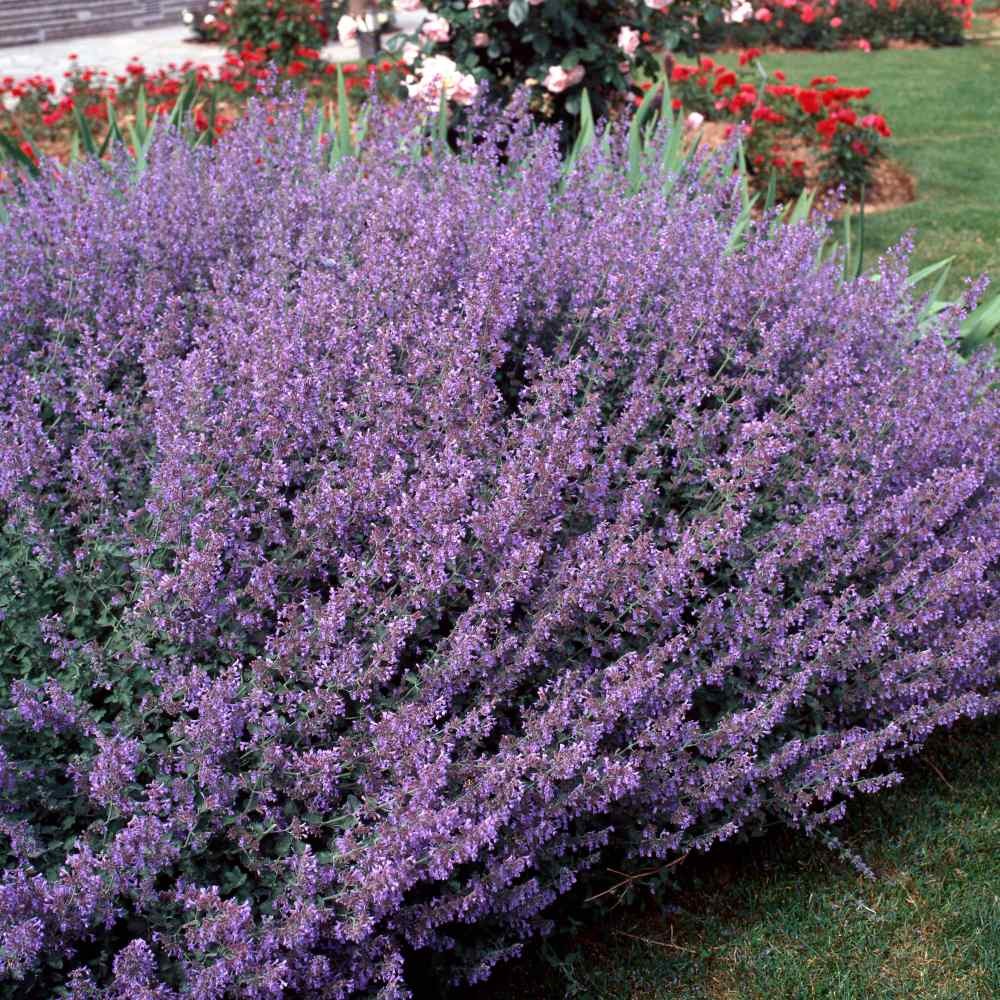 2000 Seeds Blue Catmint Seeds For Planting | Perennial Nepeta Flower Seeds
