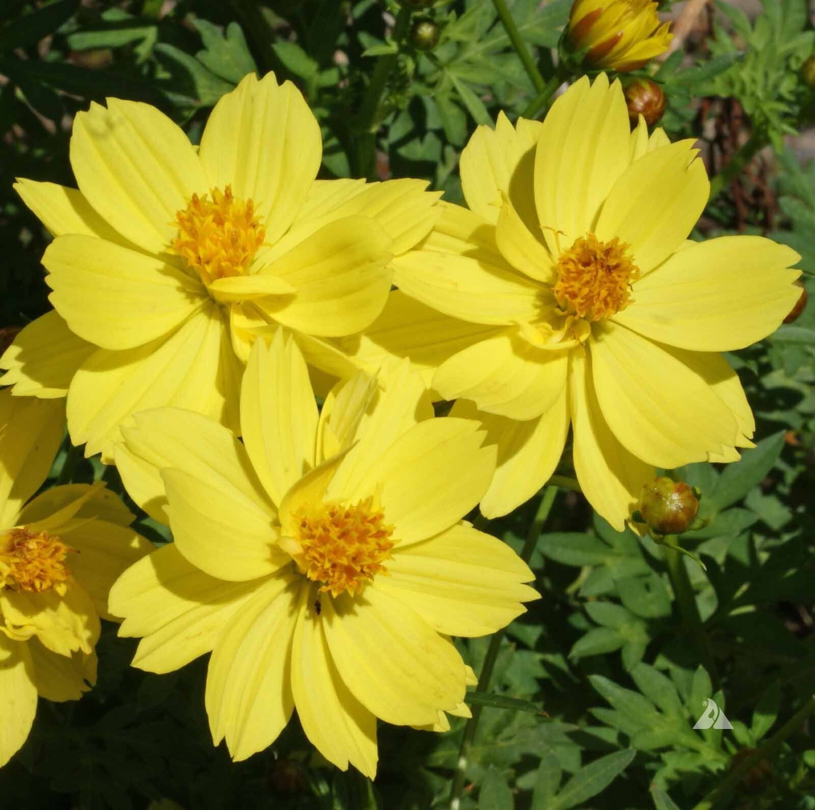 50+Seeds| Sulphur Dwarf Lemon Yellow Cosmos Seeds Seeds #L011