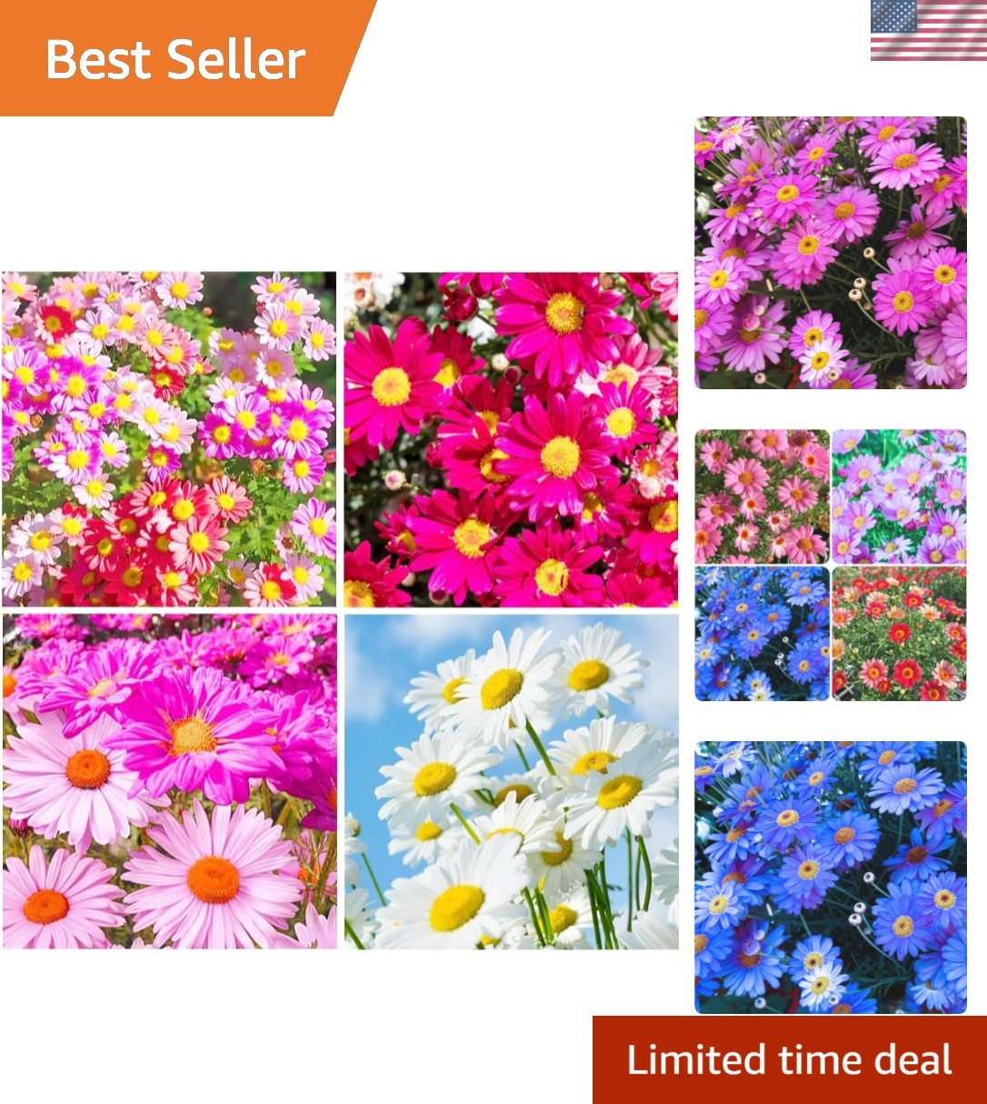 1100+Seeds Pyrethrum Tanacetum Chrysanthemum Flower for Planting Outdoor Pere…