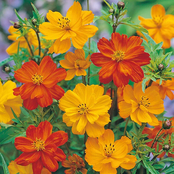 200+ Polidor Mix Cosmos Seeds for Garden Planting – USA – FREE SHIPPING!