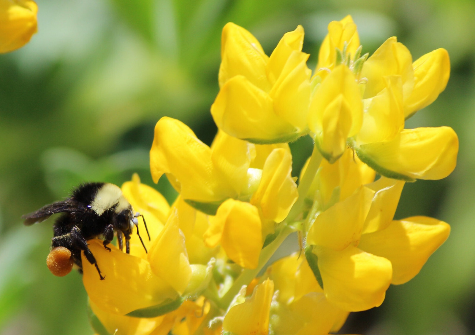 Lupinus Densiflorus – Yellow Lupine seed