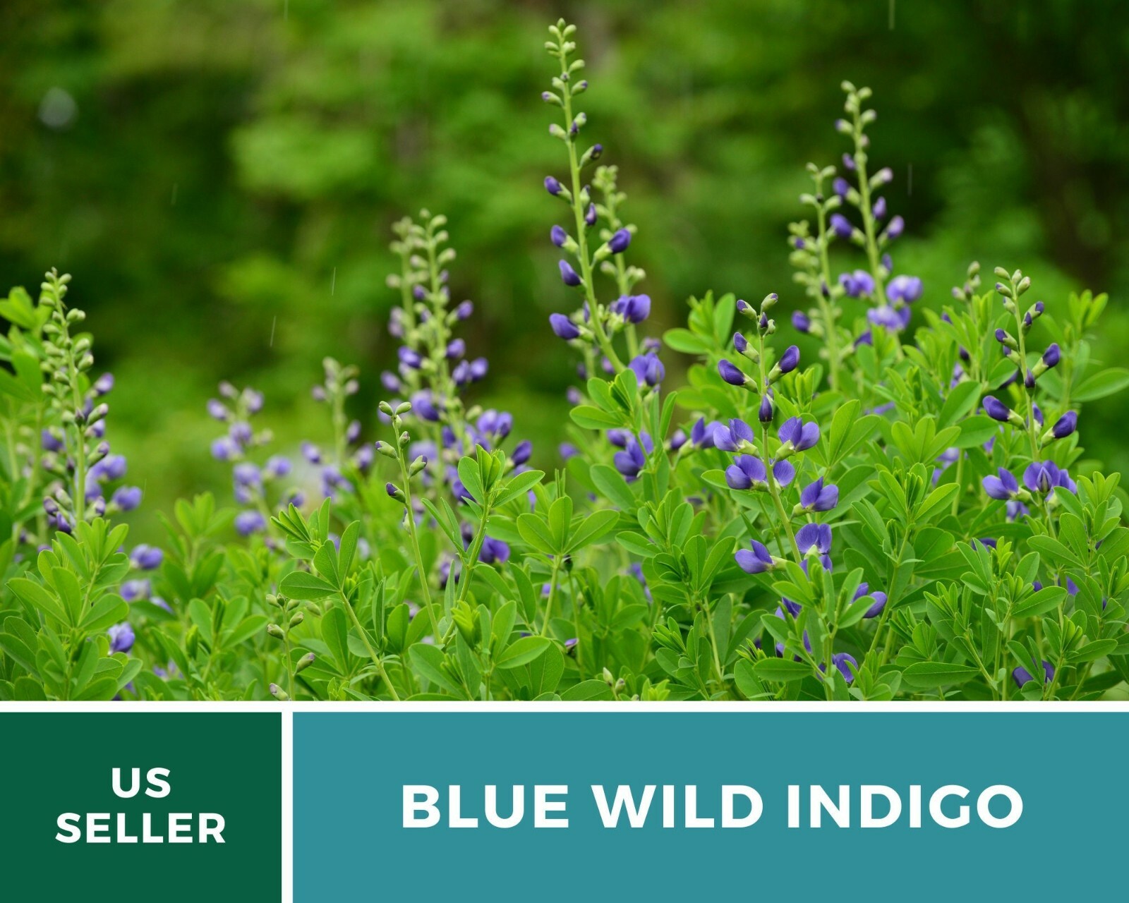Indigo, Blue Wild – Heirloom Seeds – Brilliant Blue and Purple Blooms