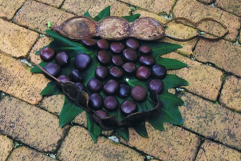 Entada Phaseoloides 1 Big Seed, World’s Longest Legume GUGO Liana Vine