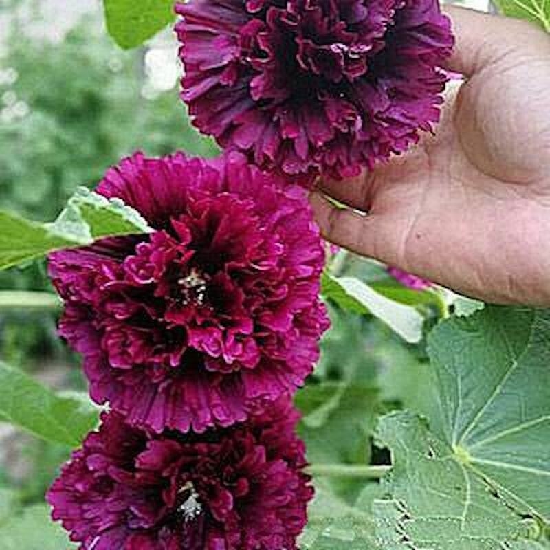 20 SEEDS for Purple Fuchsia HOLLYHOCK rare flower bed exotic plant USA Seller