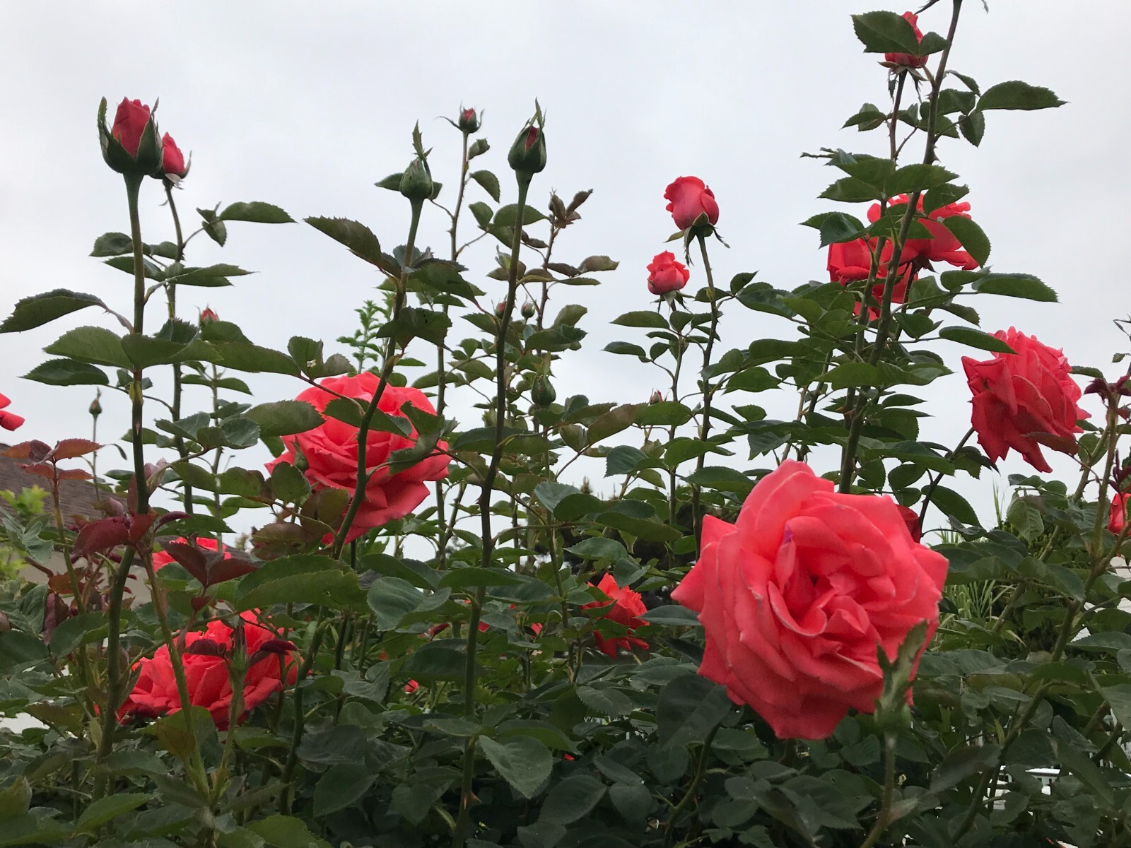 5 Garden Red Rose Cuttings Ready To Plant and Root