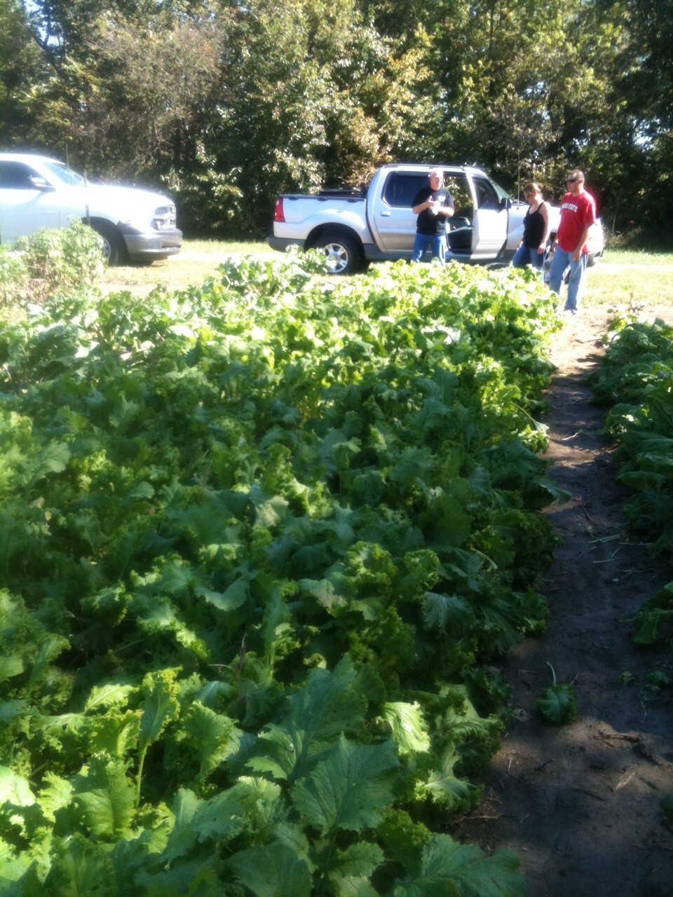 COLLARDS -2500 Vates NON-GMO Heirloom Seeds. Prepare for your FALL CROP !