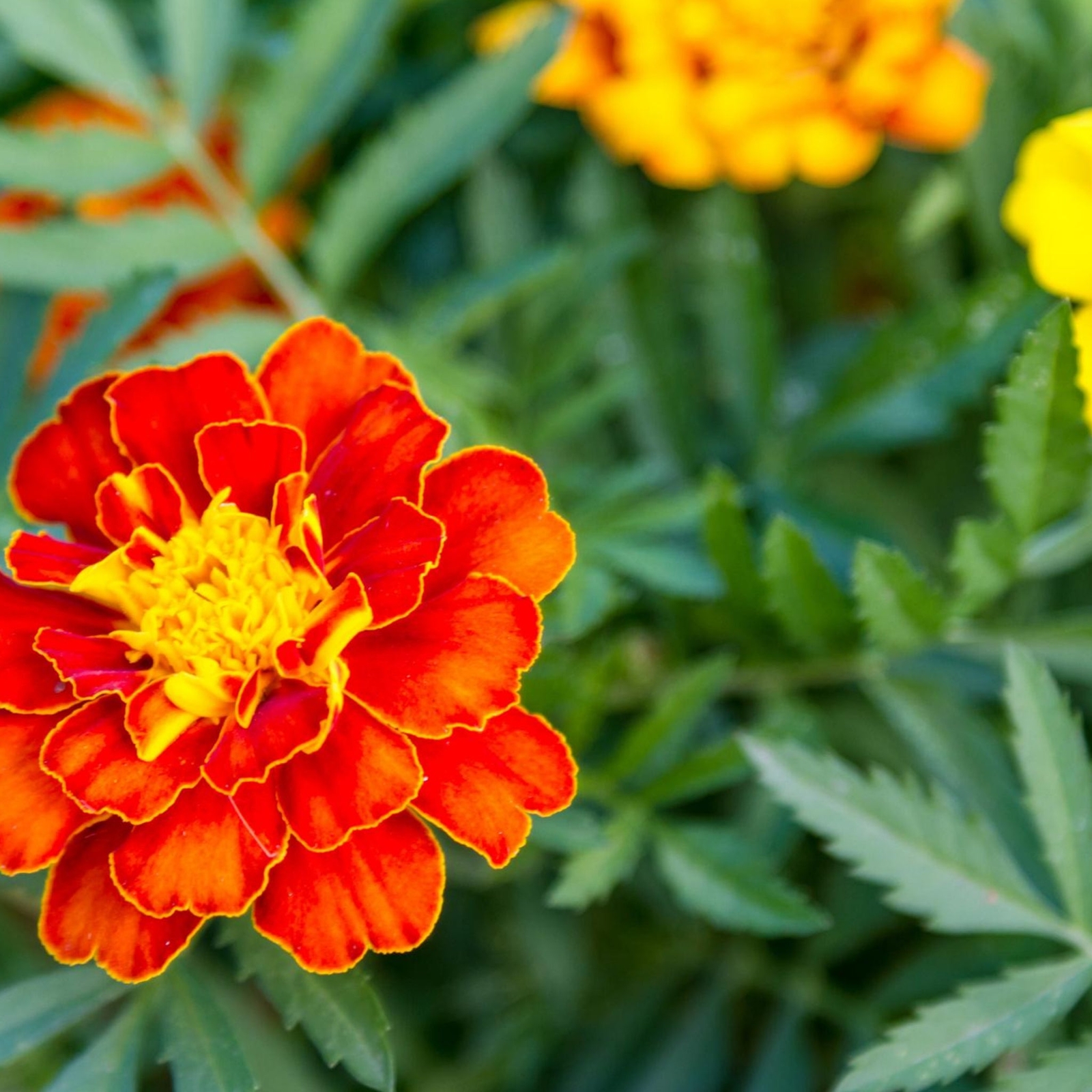 Marigold Sparky Mix Flowers – Seeds – Organic – Non Gmo – Heirloom Seeds