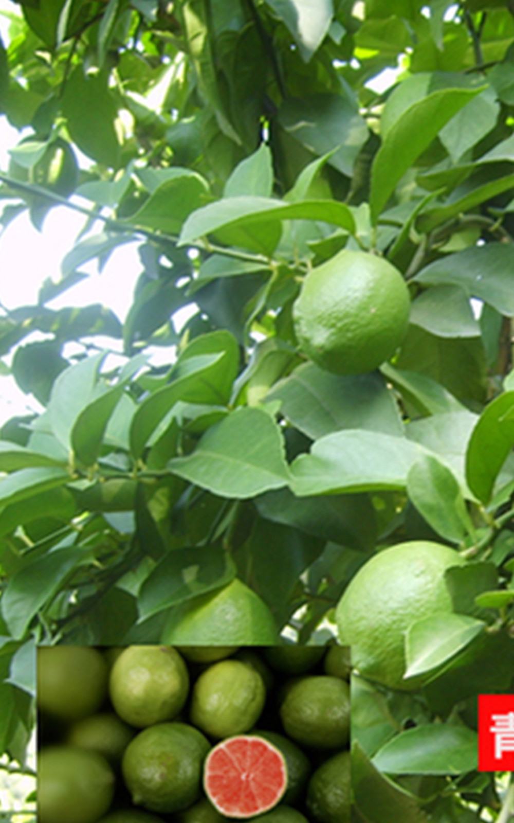 20 SEEDS for LEMON/LIME MIX citrus bush garden plant tree germination USA Seller