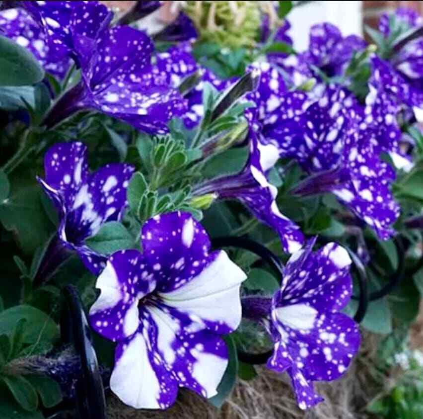 Petunia Starry Sky Blue Seeds ~ Night Sky ~ Grow Your Own ~ Spring Flowers