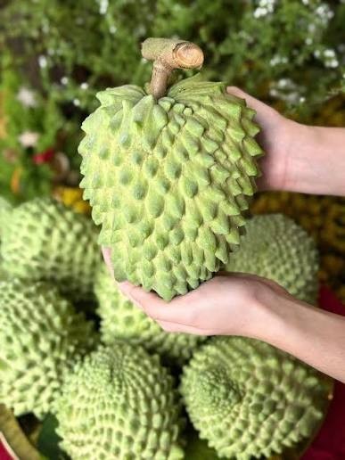 VERY RARE Imperial Velvet Durian Atemoya Giant Fruit • Uniform Spikes • Premium