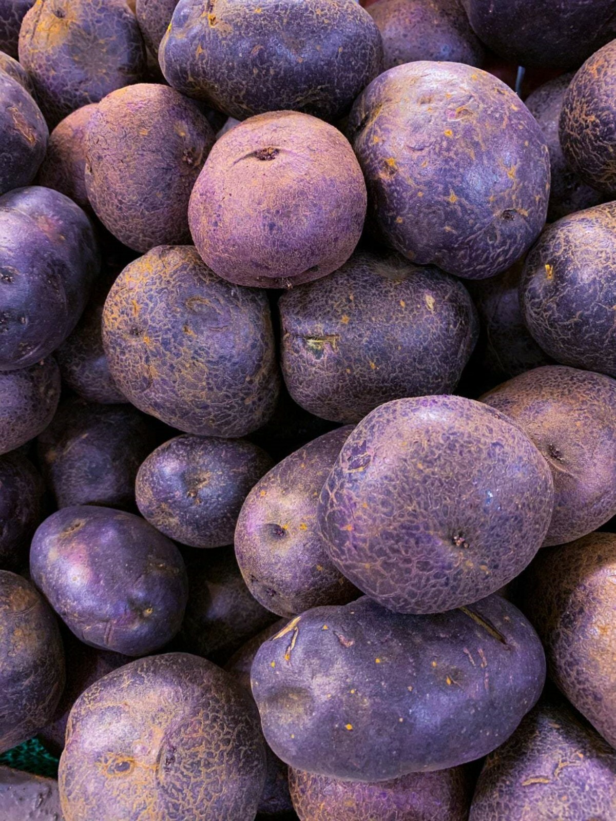 ORGANIC All Blue 5 Potato tubers, Purple Potato Solanum tuberosum Unique garden