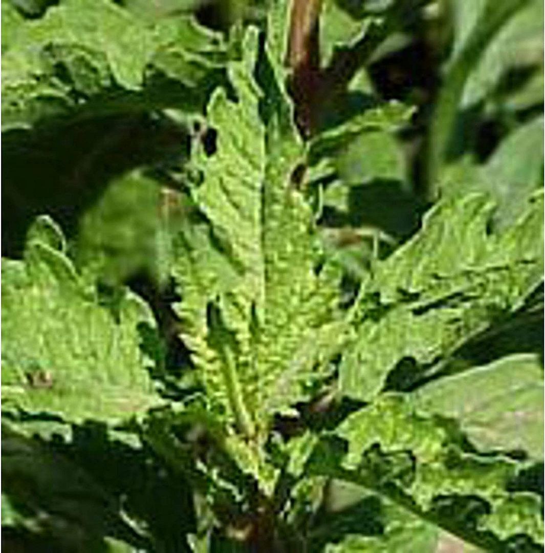 Unknown Epazote Seeds (25 Seed Packet) (More Heirloom, Organic, Non GMO, Vegetab