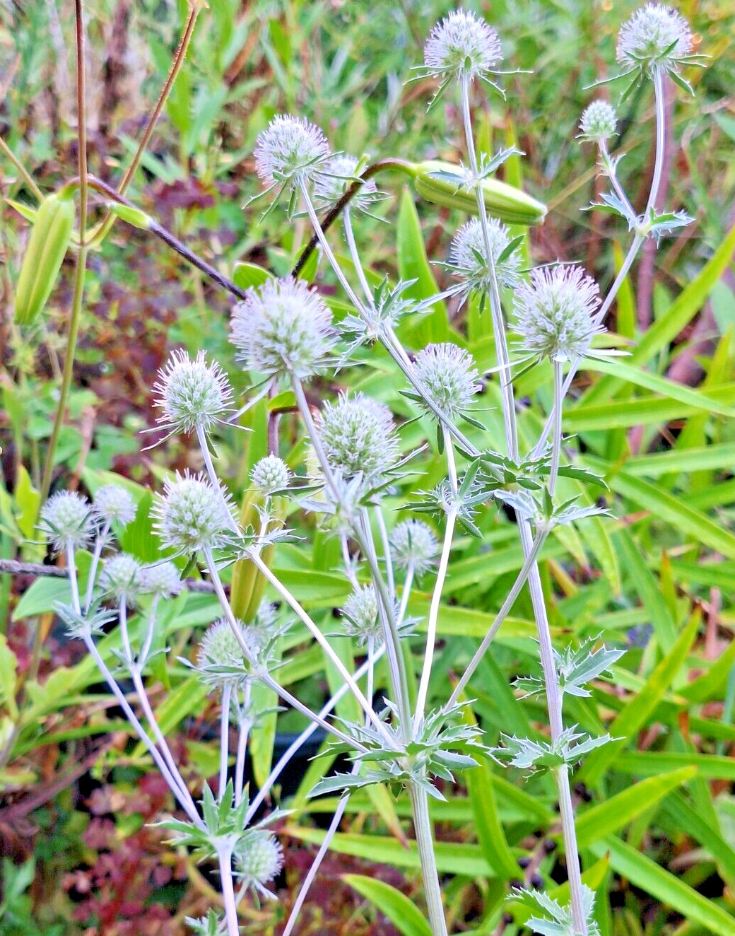 WHITE SEA HOLLY 100 SEEDS, ERYNGIUM, WHITE FLOWERS, mariesgreengarden