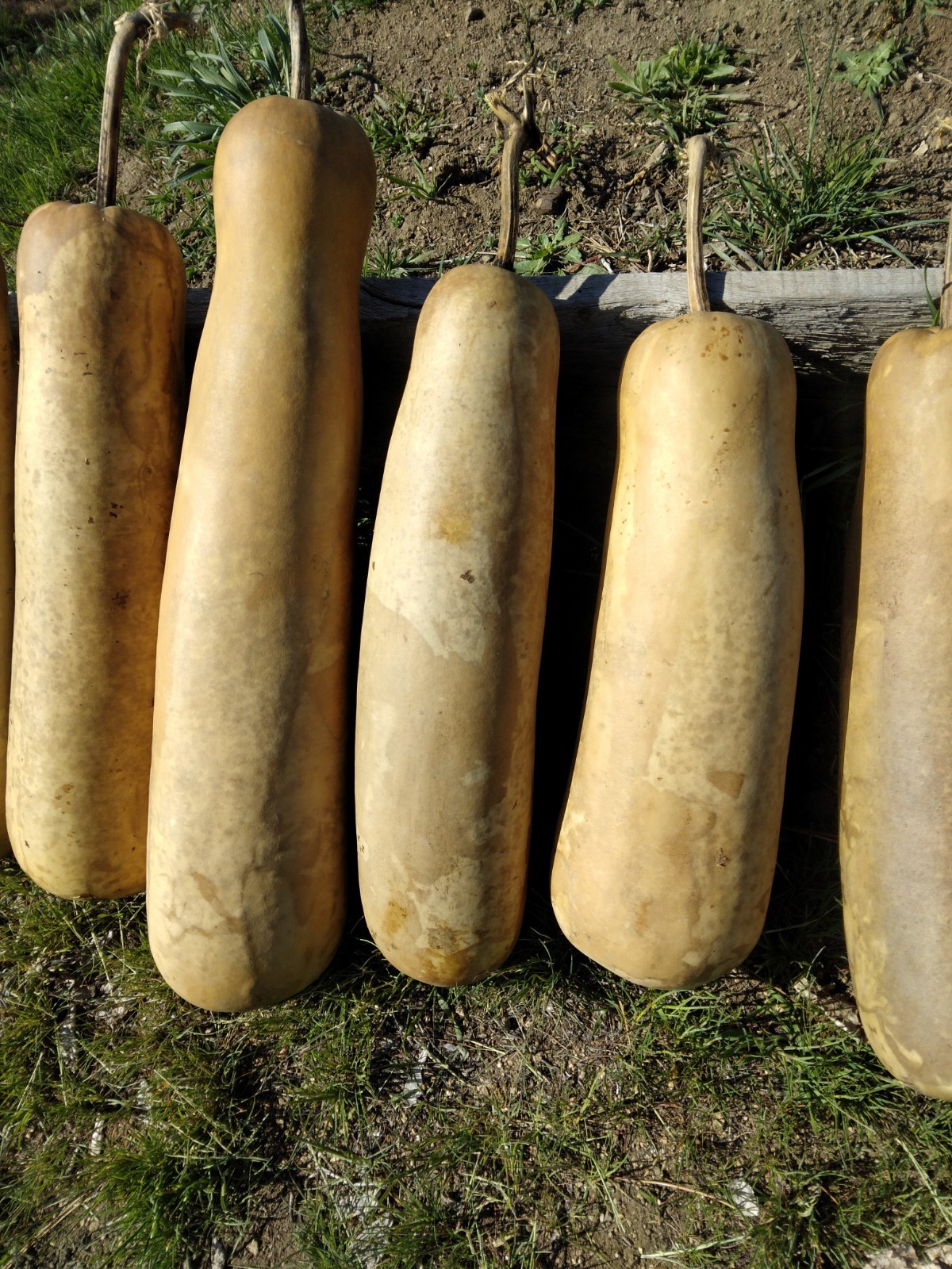 XL Bottle Gourd Nandini F1 Bangladeshi Deshi Lau 19″-23″ Long 5-6″ Wide