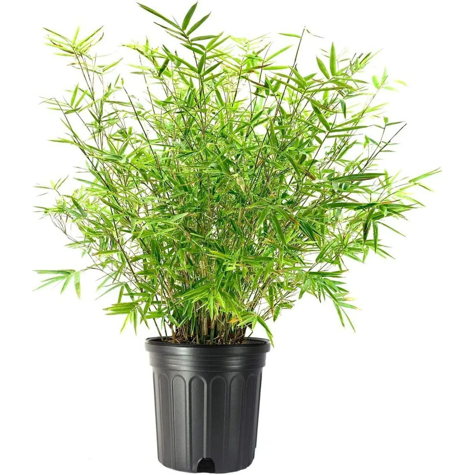 50 Golden Bamboo Seeds | Fast Growing | Cold Hardy | Privacy | USA Seller
