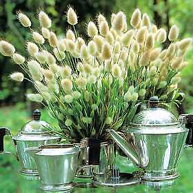 Lagurus ovatus Hares Tail 1,000 seeds