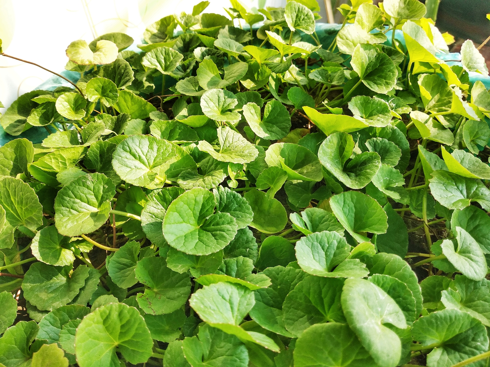 Centella asiatica syn Hydrocotyle GOTU KOLA – Herb Seeds!