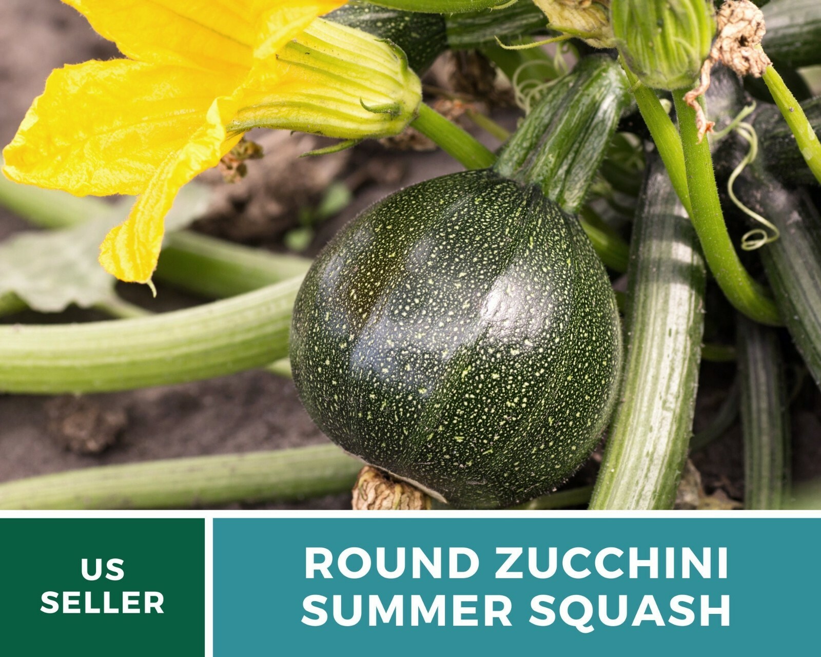 Squash, Zucchini Round Summer – 25 Seeds – Heirloom – GMO Free (Cucurbita pepo)