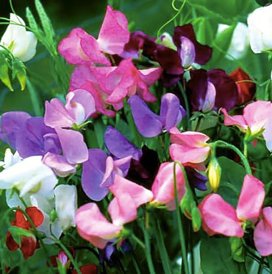 Sweet Pea Mixed Seeds – Dwarf Variety, 65 Seeds for Colorful Garden Blooms