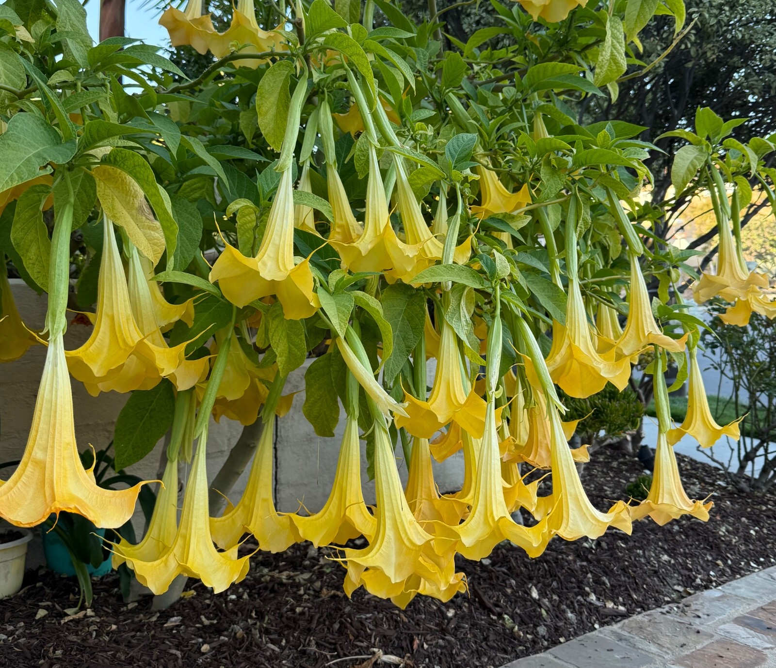 1 Live – Rooted Plant, Yellow Angel Trumpet (Brugmansia) Tropical Plant. 20 -22”