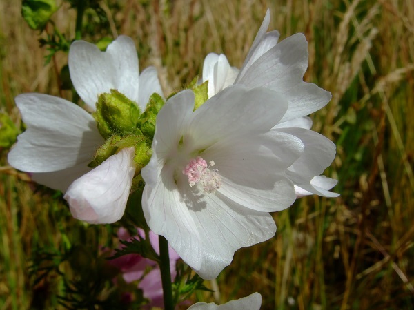 30+ WHITE PERFECTION W / PINK ANTERS MALVA FLOWER SEEDS / PERENNIAL