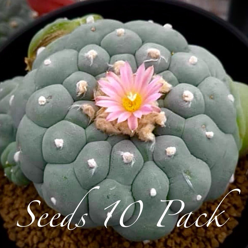 RARE ** Cultivar** SEEDS (10pk) L0ph…Fricii Oibo x10 (Ten) Cactus US SELLER
