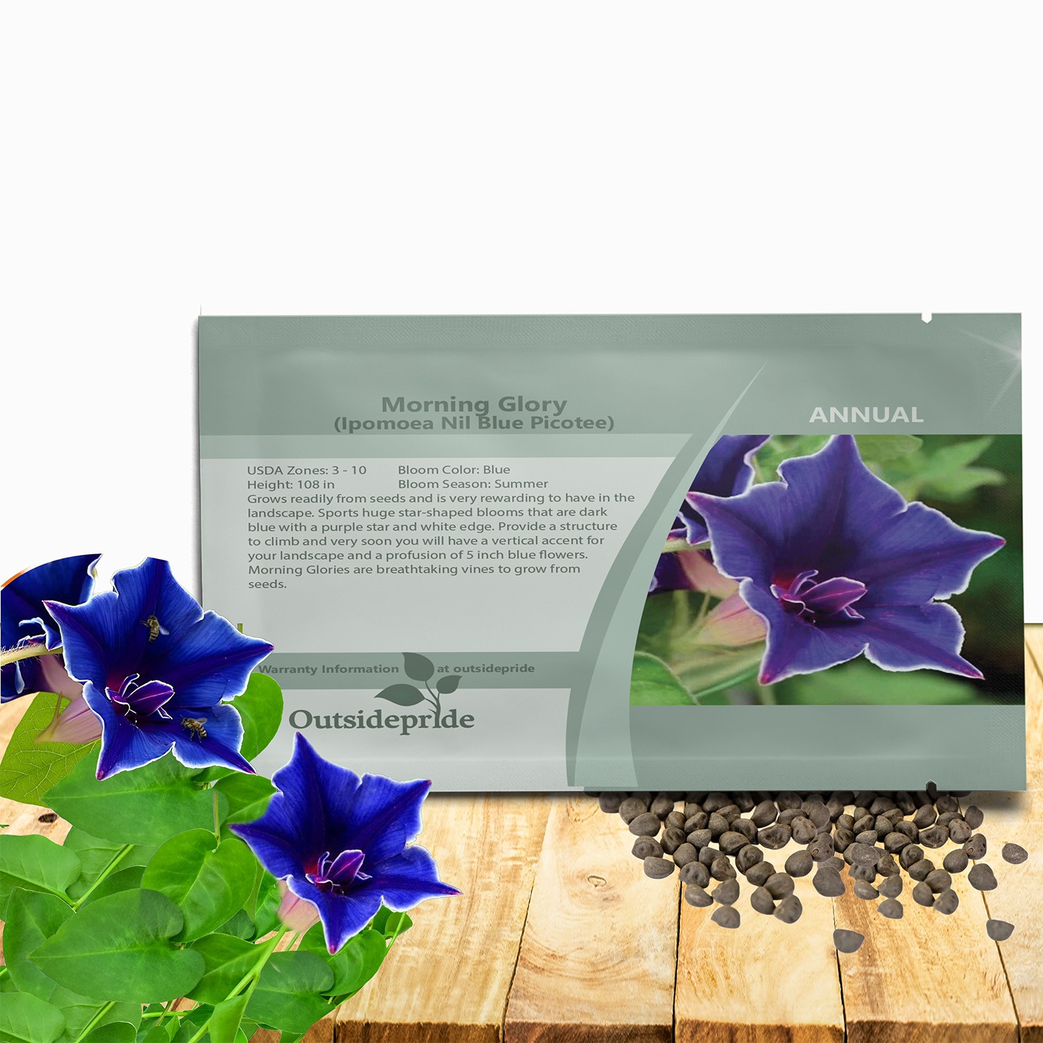 50 Seeds Blue Morning Glory Seeds For Planting | Ipomoea Nil Picotee Flower Seed