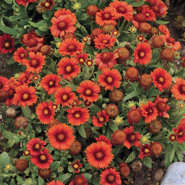 Gaillardia Arizonia APRICOT YELLOW RED Flowers 150 Seeds of MIXED COLORS Non-GMO