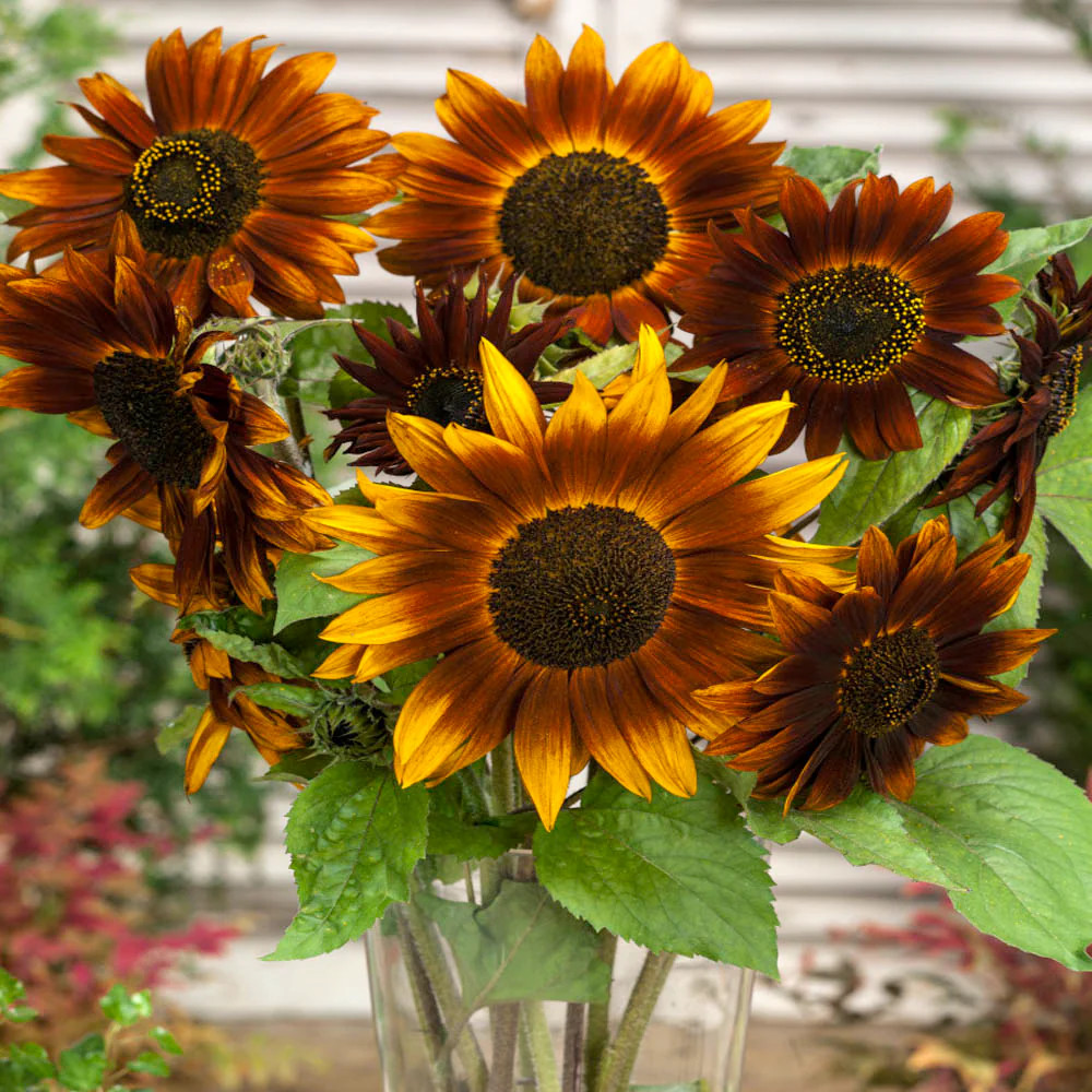 Earthwalker Sunflower Seeds | Helianthus Tall Sunset Shades Sun Flower Seed 2024