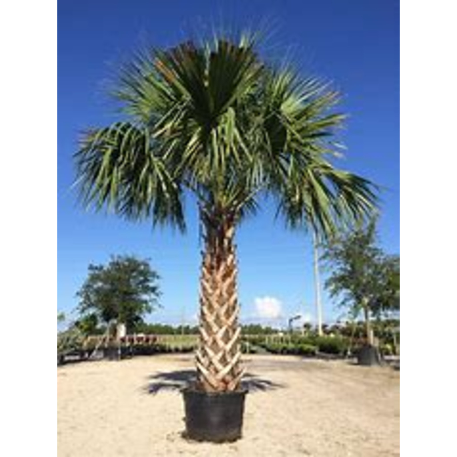 10 Hardy SABAL PALM TREE Cabbage Palmetto Flower Seeds