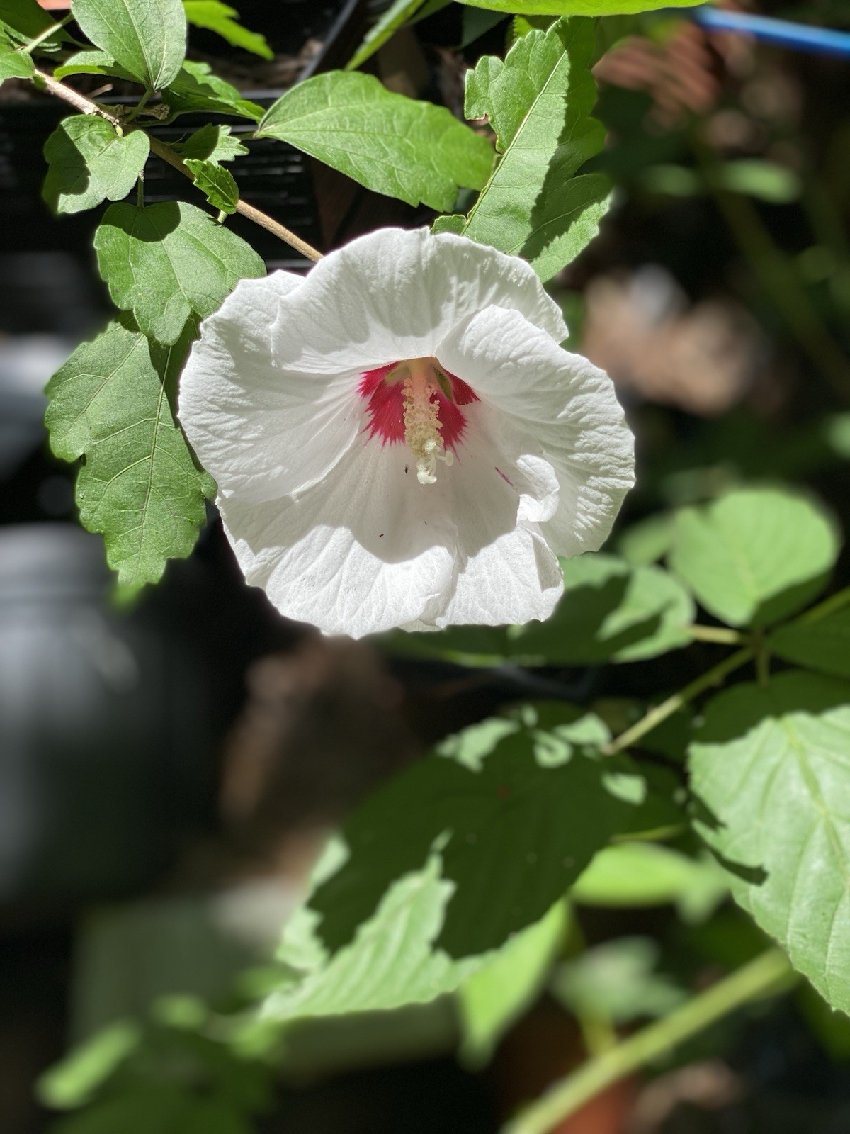 Red Heart White Rose of Sharon Seeds (Hibiscus syriacus) Hibiscus Tree/Shrub