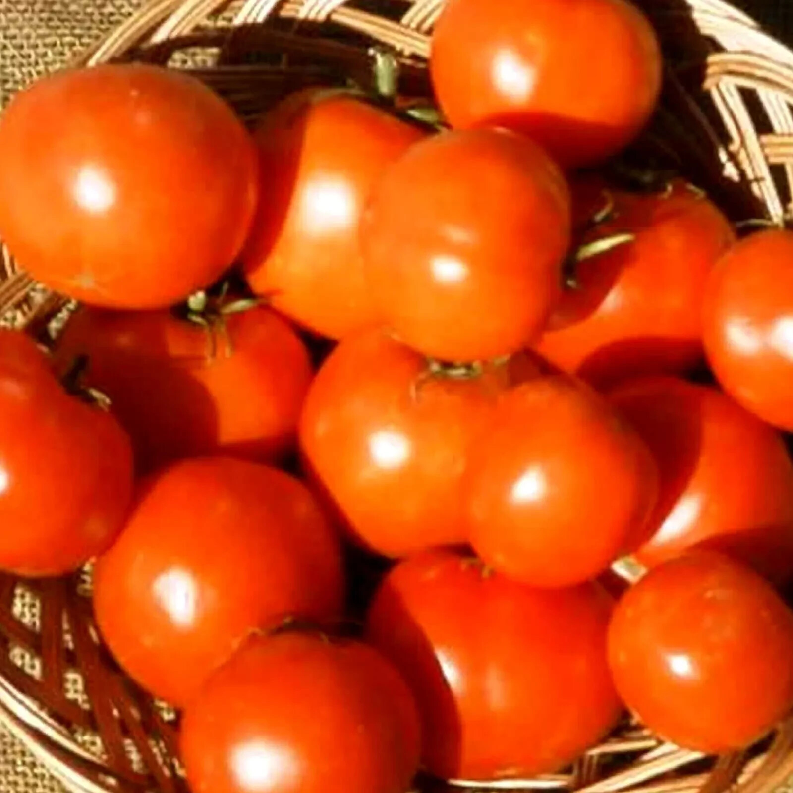 50+ Rutgers Tomato Seeds, Fresh, Ready for Planting, Free Shipping USA