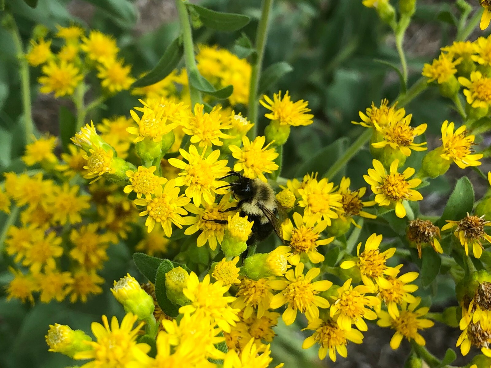 100+STIFF GOLDENROD Seeds Native Wildflower Drought Heat Cold Autumn Flowers