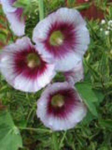 25 LAVENDER & PURPLE HOLLYHOCK Alcea Rosea Flower Seeds Perennial *Comb S/H