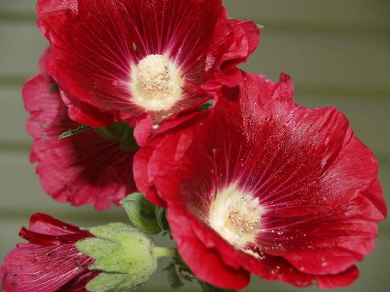25 DARK RED HOLLYHOCK Alcea Rosea Flower Seeds Perennial *Flat S/H