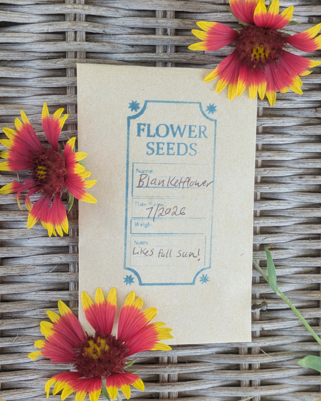 400+ Blanketflower Seeds, Gallardia Native Wildflower Indian Blanket Firewheel