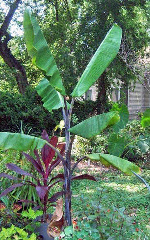 Musa balbisiana Atia Black | Black Thai | 10 Seeds