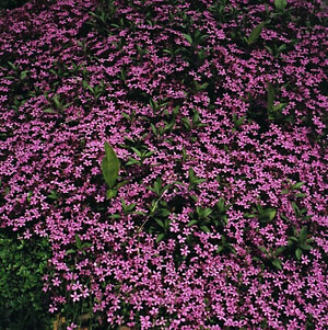 Saponaria ocymoides 1,000 seeds