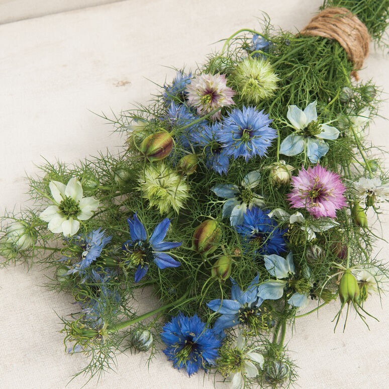 50+ Nigella Love-in-a-mist Mix seeds