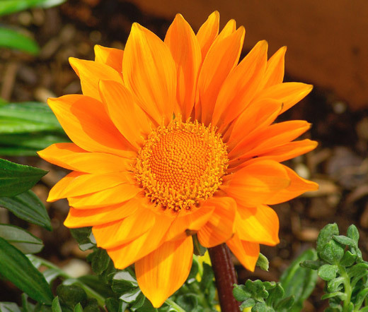 GAZANIA GARDEN LEADER ORANGE Gazania Rigens – 200 Bulk Seeds