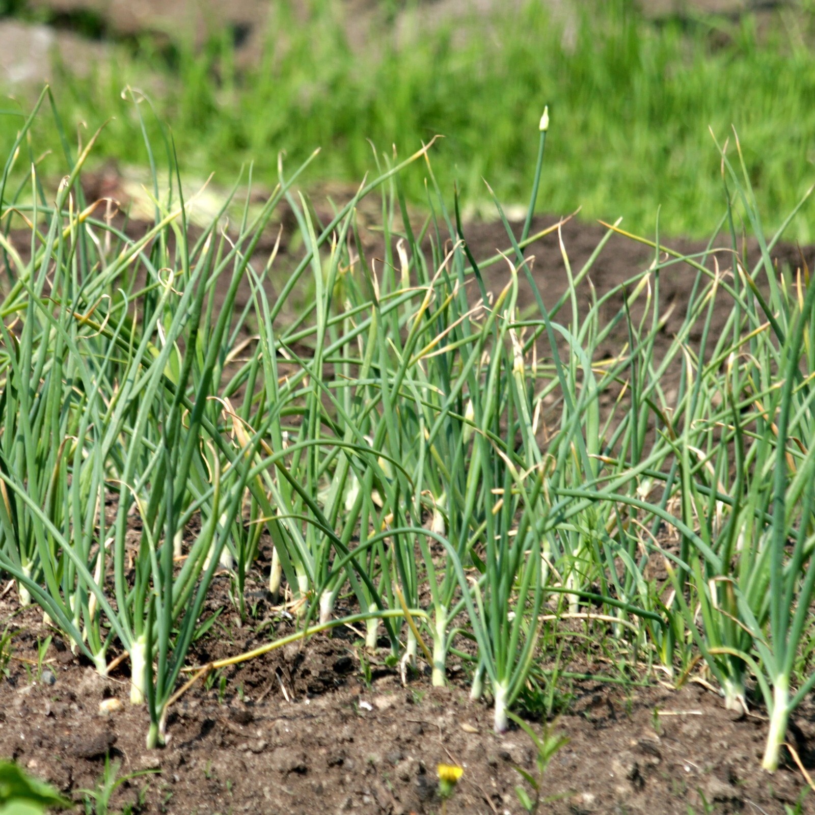 Chives Garlic Seeds, Edible Herb, Mild Garlic Flavor, Non-GMO, Free Shipping