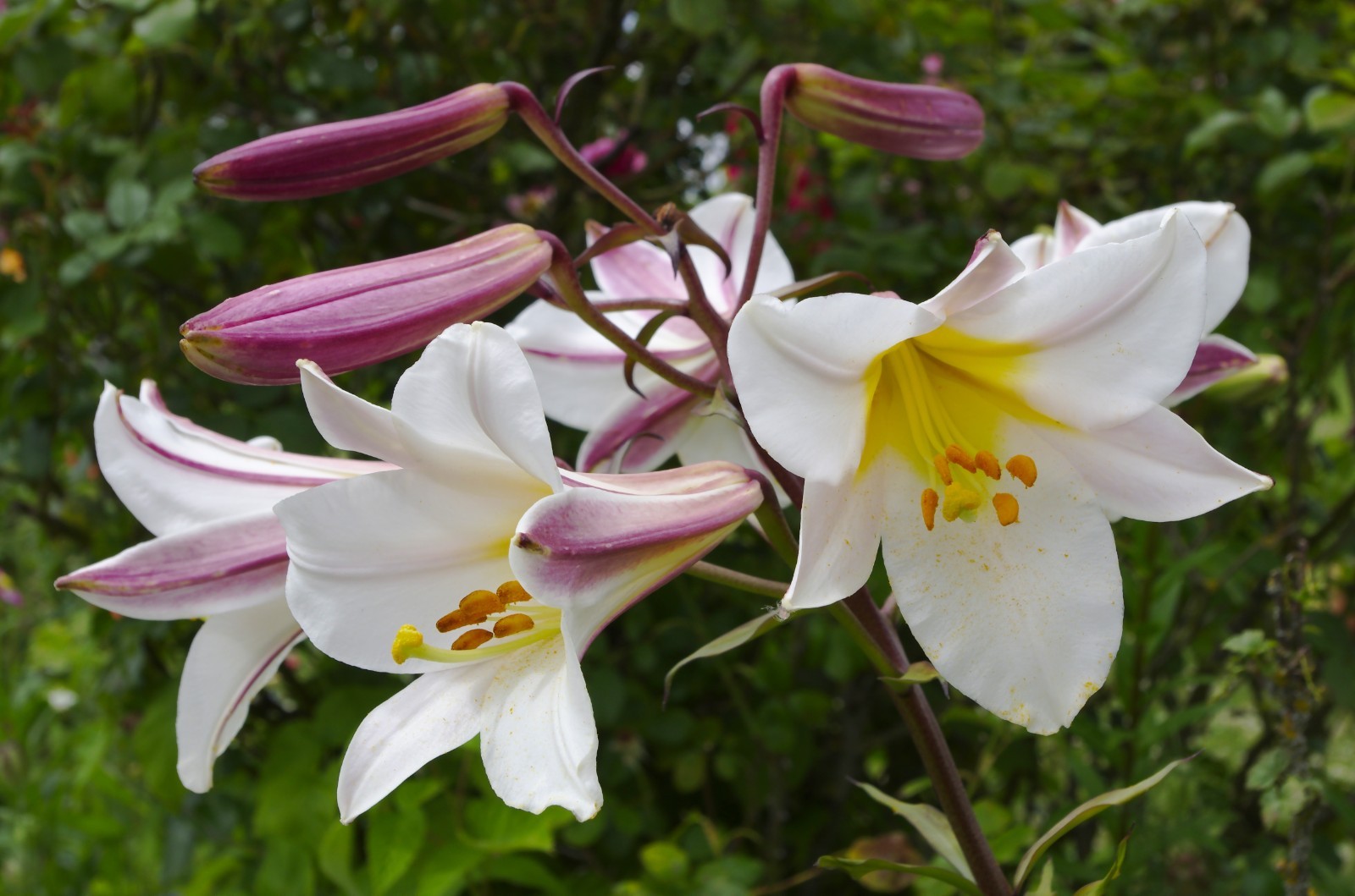 1 – THE REGAL LILY Perennial Flower Bulb – STUNNING & AWARD WINNING BEAUTY