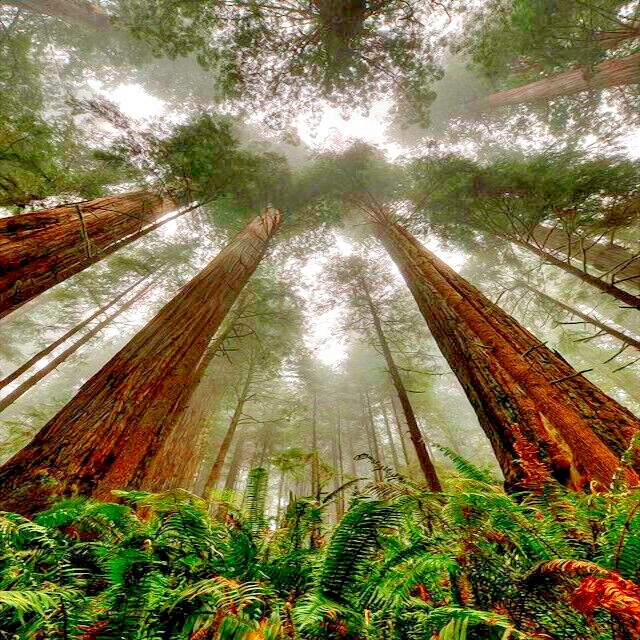 California Coast Redwood Seeds Giant Sequoia Bonsai “TALLEST TREE in the WORLD!”